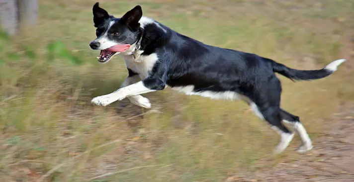BATHURST BOARDING KENNELS AND CATTERY